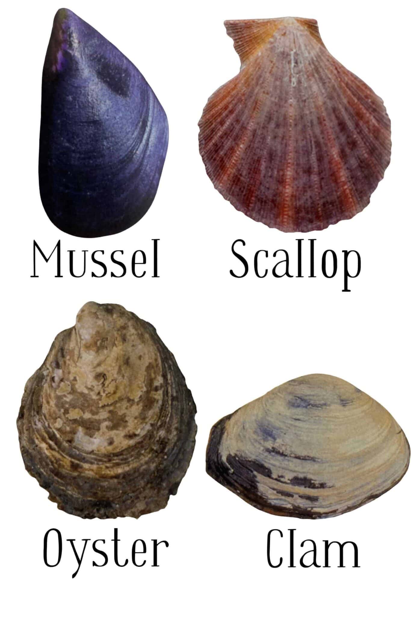 Common Seashells Of The Oregon Coast (Identification Guide)